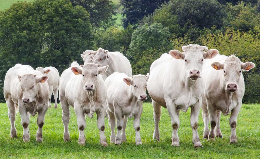 Zuchttiere zur Fleischproduktion